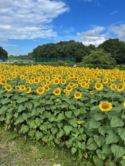 集まれ!!扶桑のひまわり☆(でららぶ♡FUSO)