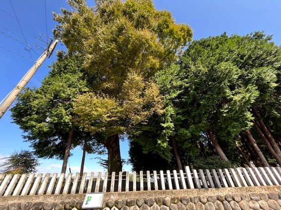 文化財を特別公開!(あんばよう)