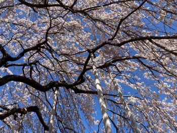 悟渓寺の枝垂れ桜