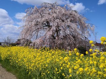 川田家住宅の枝垂れ桜