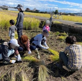 マルベリー 稲刈り体験